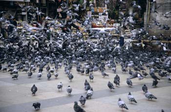Pigeons in a square